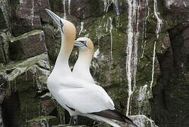 Northern Gannet