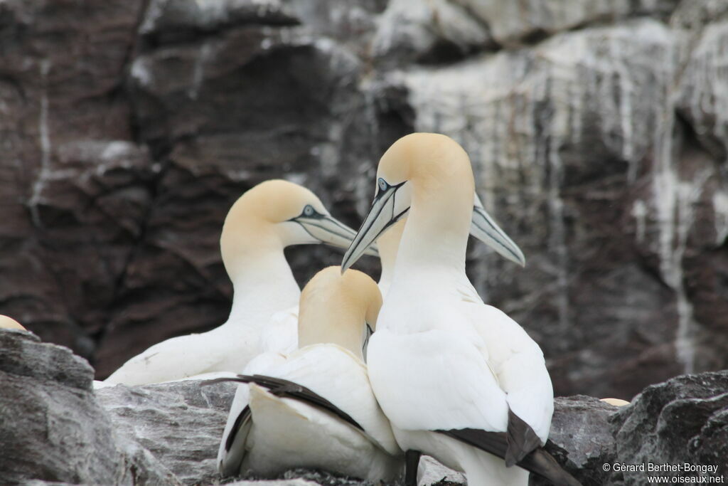 Northern Gannet