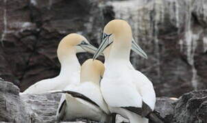 Northern Gannet