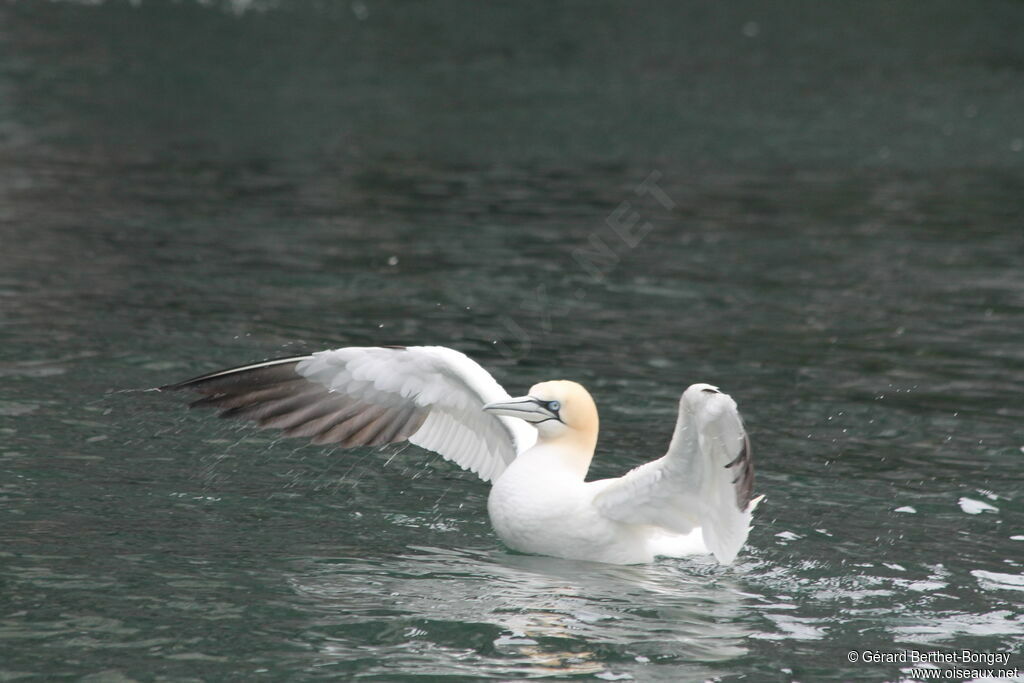 Northern Gannet