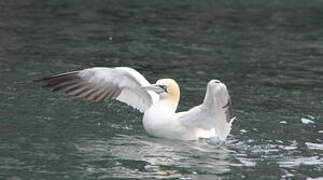 Northern Gannet