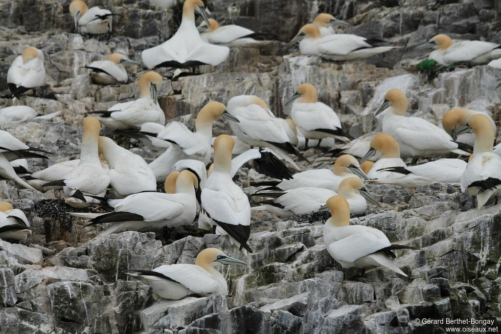 Northern Gannet