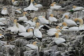 Northern Gannet