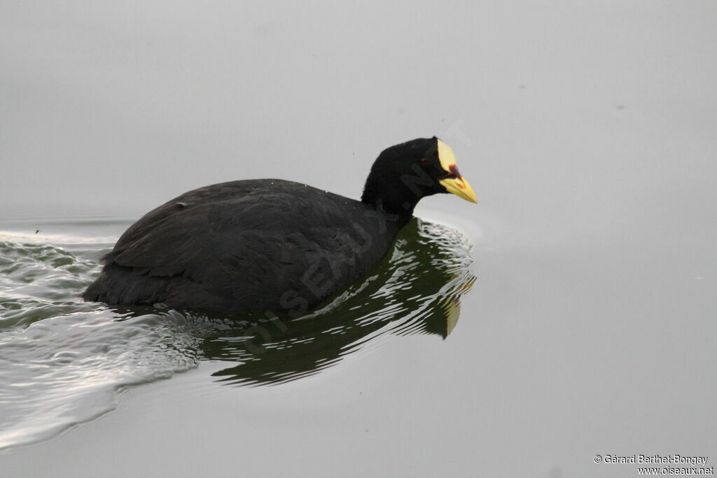 Red-gartered Coot