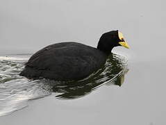 Red-gartered Coot