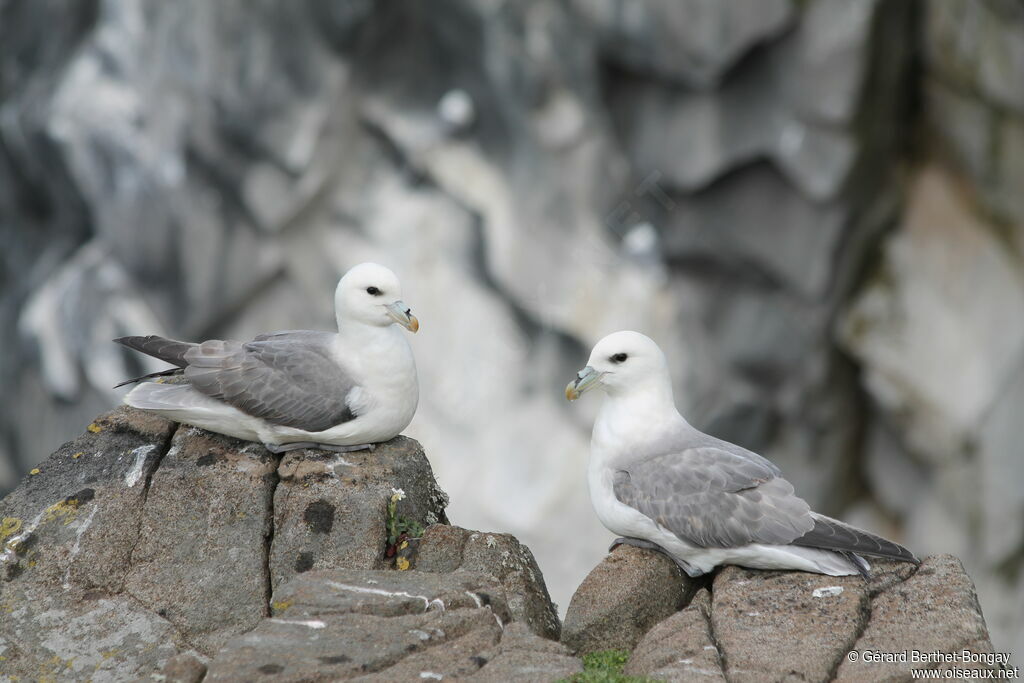 Fulmar boréal