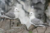 Fulmar boréal