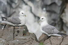 Fulmar boréal