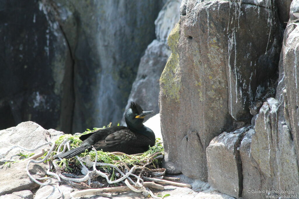 Great Cormorant