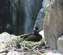 Great Cormorant