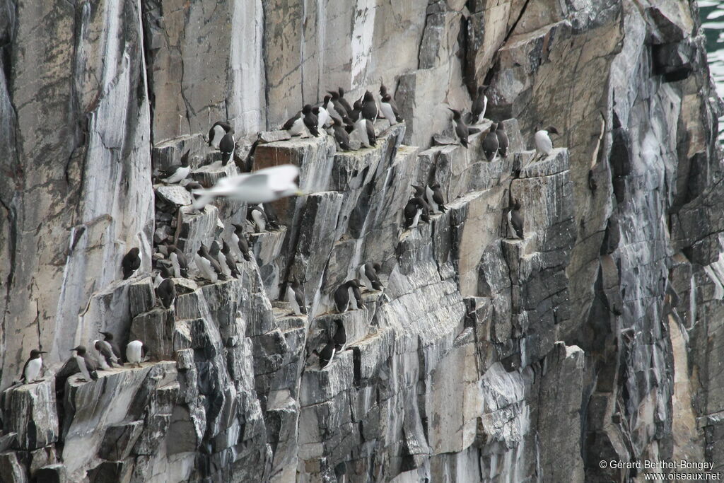 Common Murre