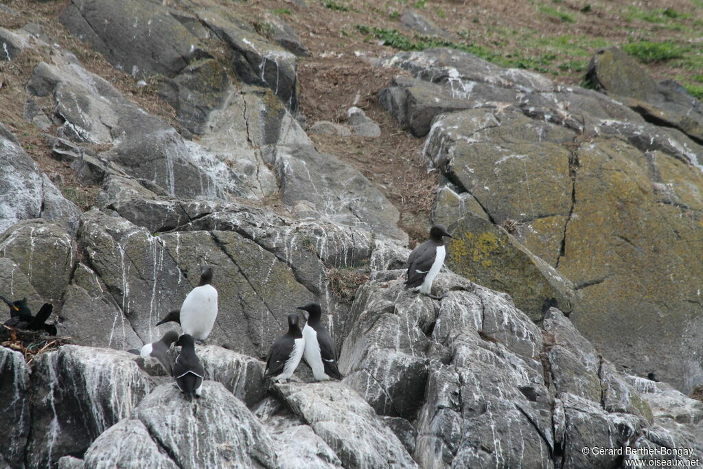 Common Murre