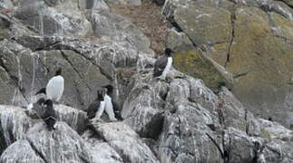 Common Murre