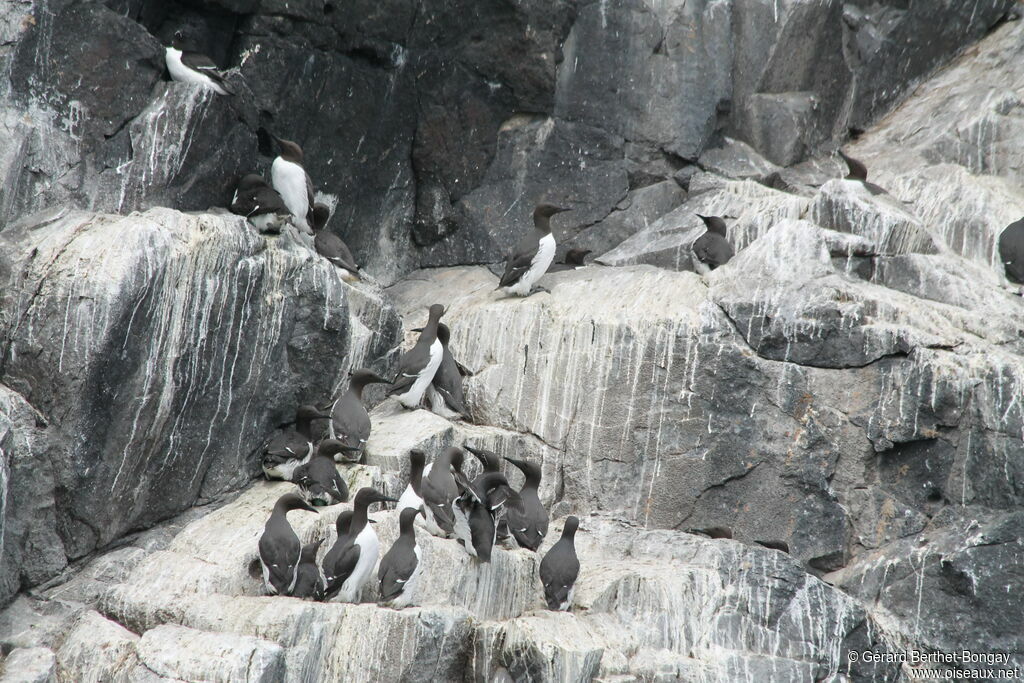 Guillemot de Troïl