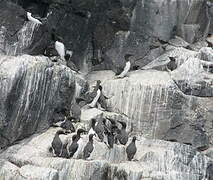 Common Murre