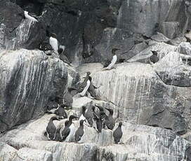 Guillemot de Troïl