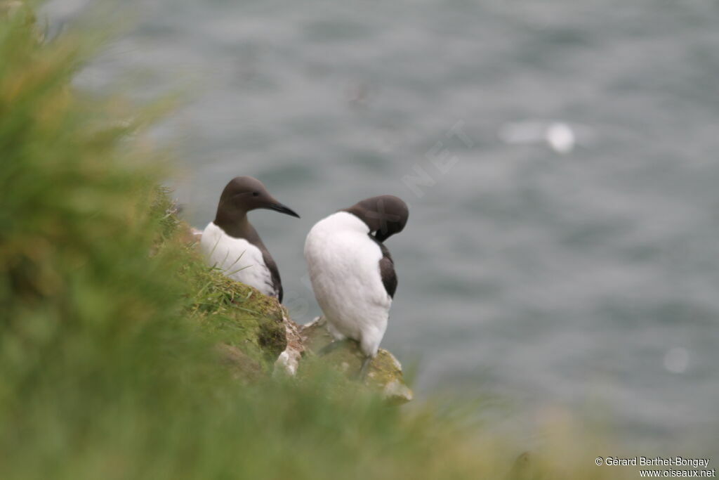 Guillemot de Troïl