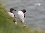 Guillemot de Troïl