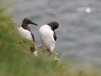 Guillemot de Troïl