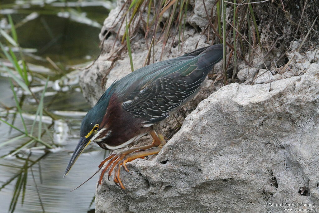 Green Heron