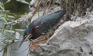 Green Heron