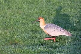 Black-faced Ibis