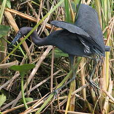 Aigrette bleue