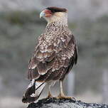 Caracara huppé