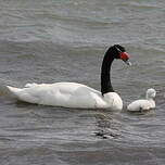 Cygne à cou noir