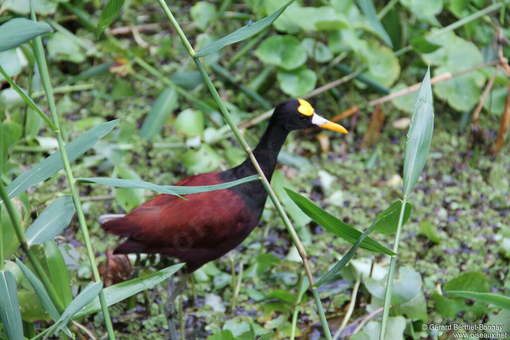 Northern Jacana