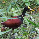 Jacana du Mexique