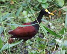 Jacana du Mexique