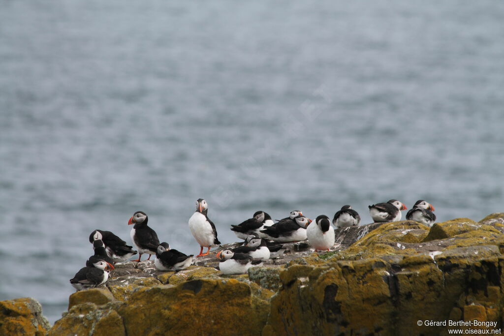 Atlantic Puffin