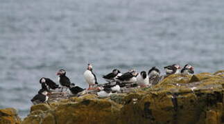 Atlantic Puffin