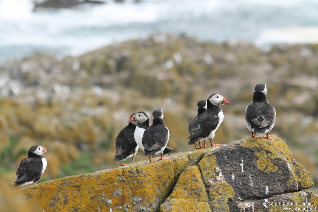 Atlantic Puffin