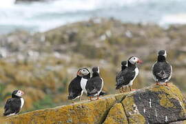 Atlantic Puffin