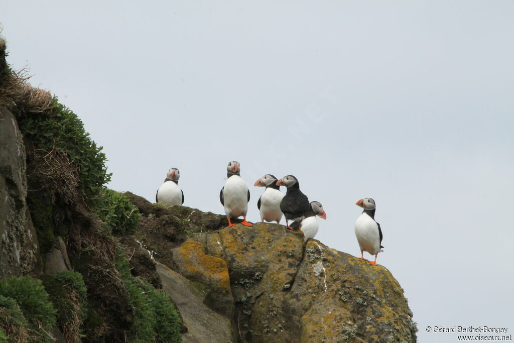 Atlantic Puffin