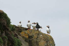 Atlantic Puffin