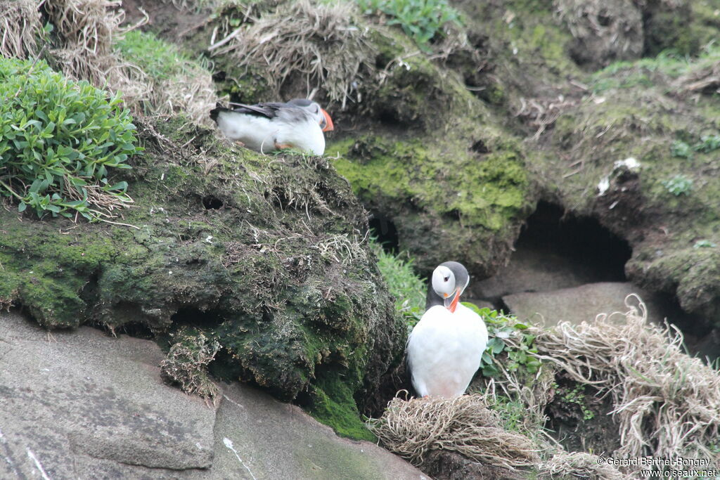 Atlantic Puffin