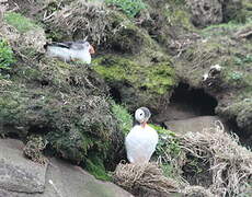 Atlantic Puffin