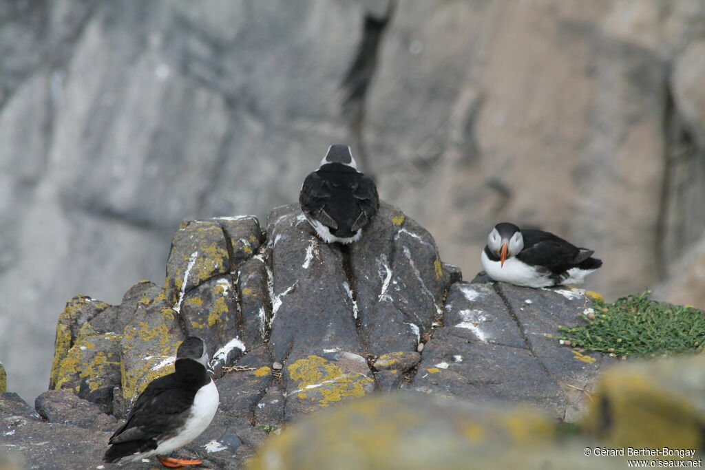 Atlantic Puffin