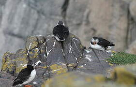 Atlantic Puffin