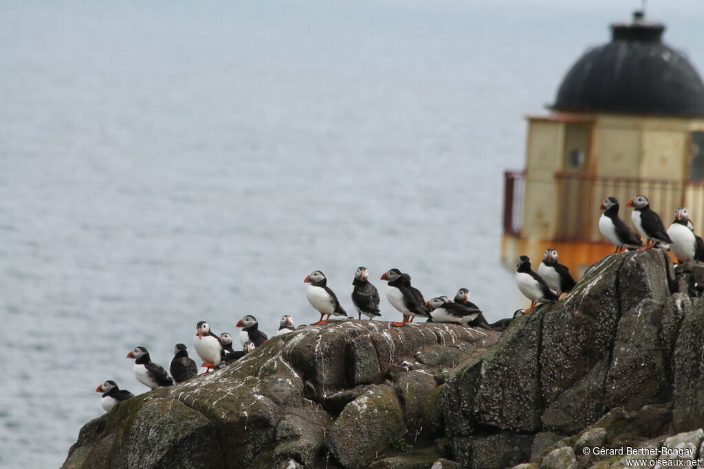 Atlantic Puffin