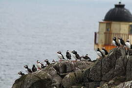 Atlantic Puffin