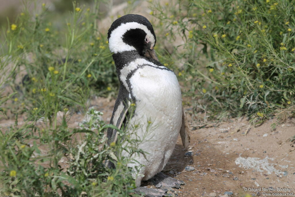 Magellanic Penguin