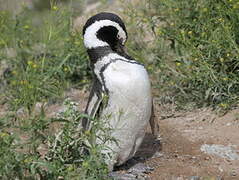 Magellanic Penguin