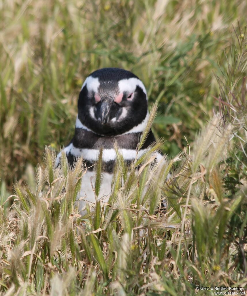 Magellanic Penguin