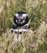 Magellanic Penguin