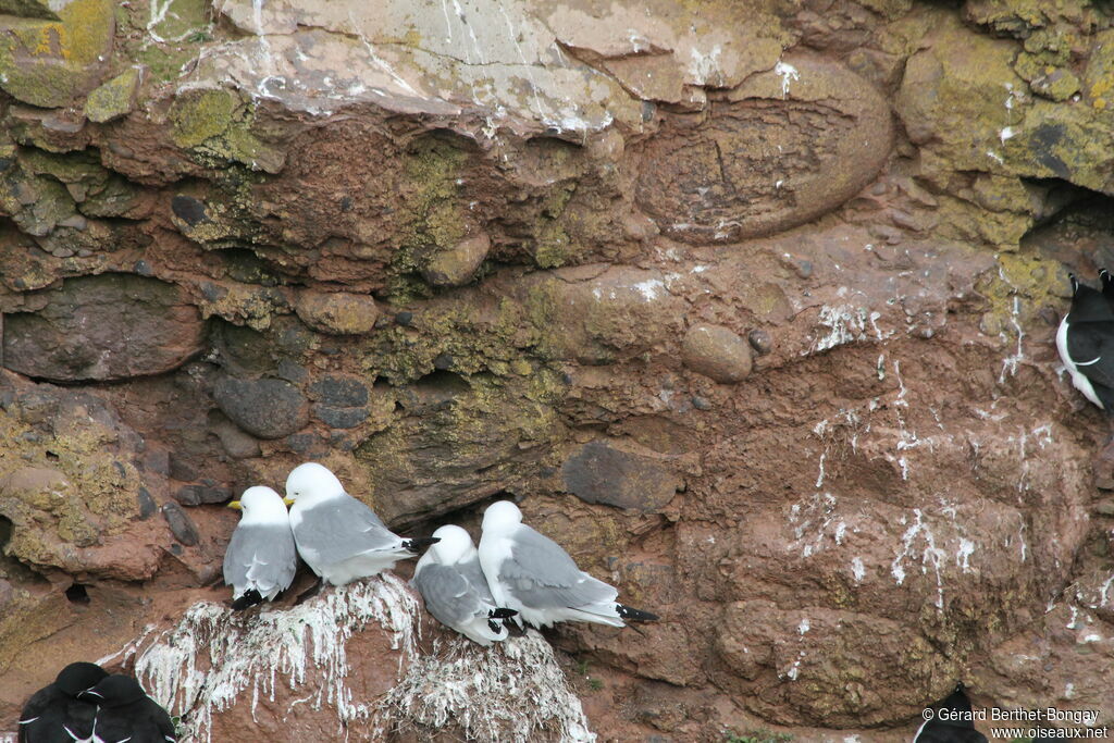 Black-legged Kittiwake