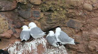 Black-legged Kittiwake